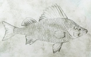 Angus grant fine art print highland cairngorms perch loch Alvie