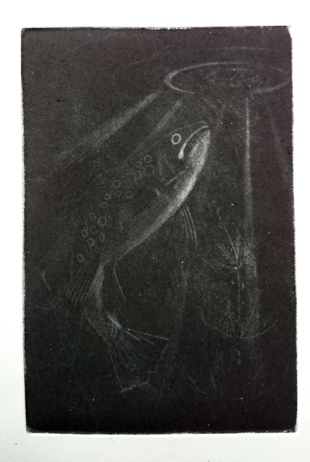 Mezzotint print of trout and moth y Angus Grant