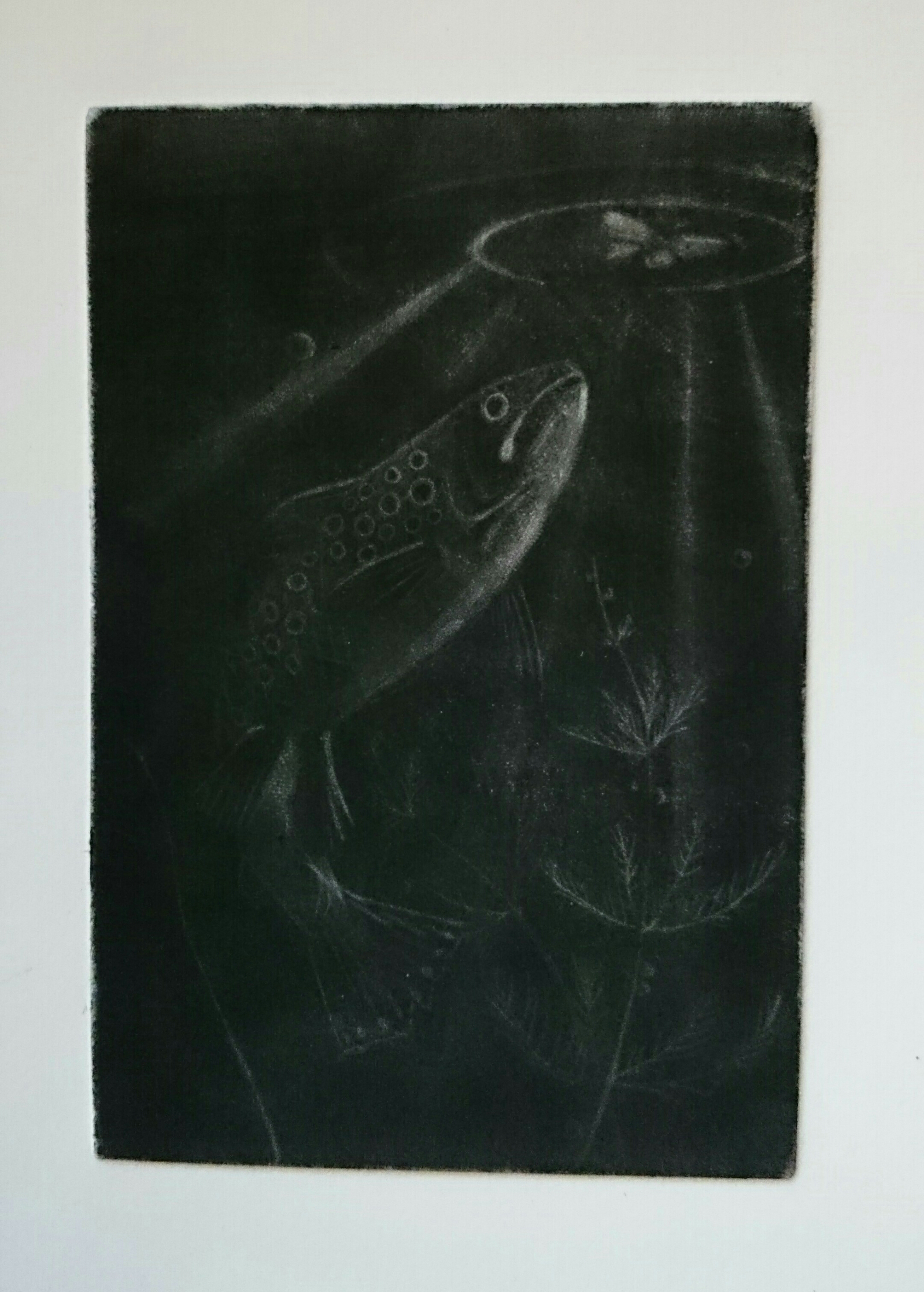 MezzotintpPrint of a trout swimming towards a moth
