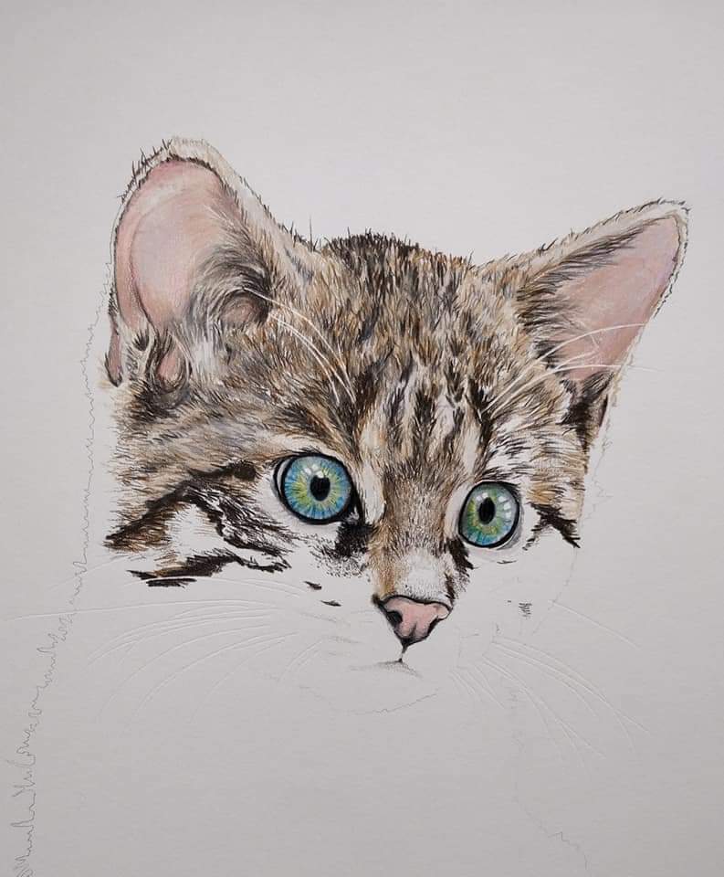 Rannoch the Wildcat by Angus Grant